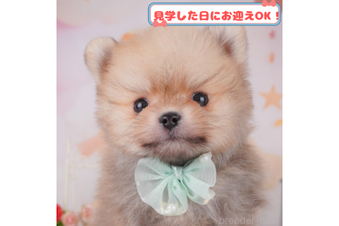 販売中の神奈川県のポメラニアン-376064